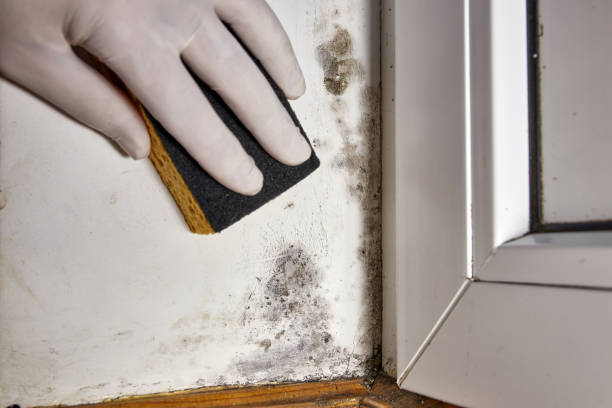 Best Real Estate Mold Inspection  in Berry Hill, TN